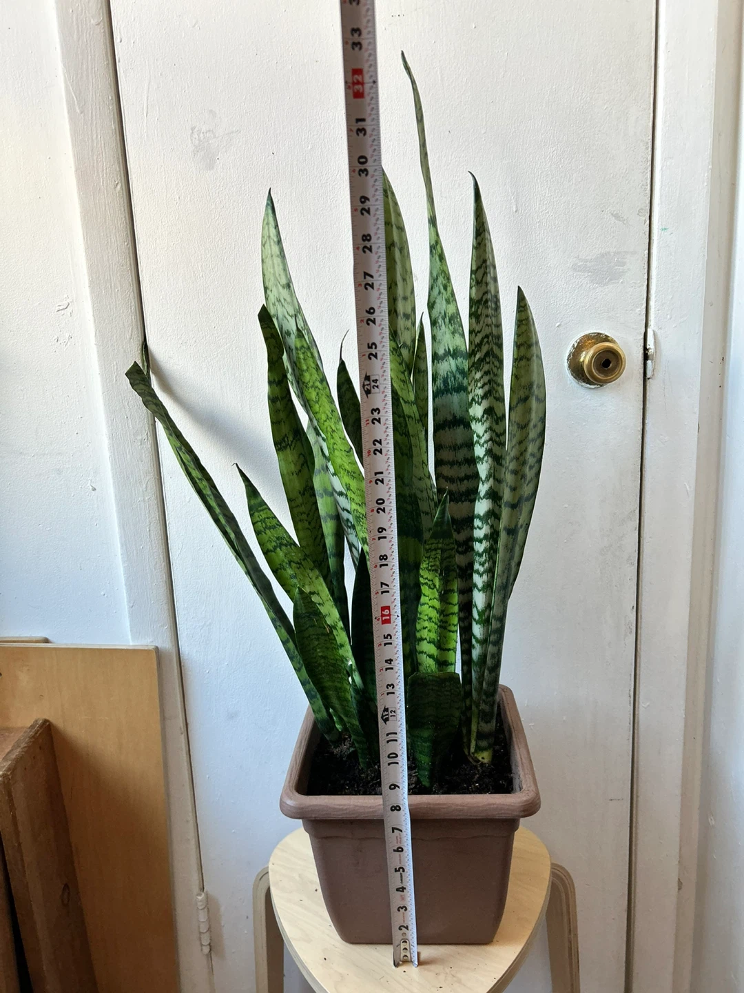 Snake plant - photo 2