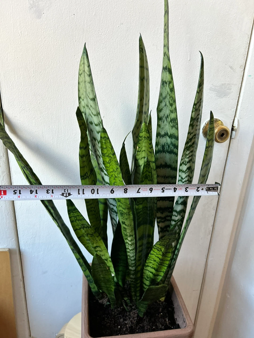 Snake plant - photo 3