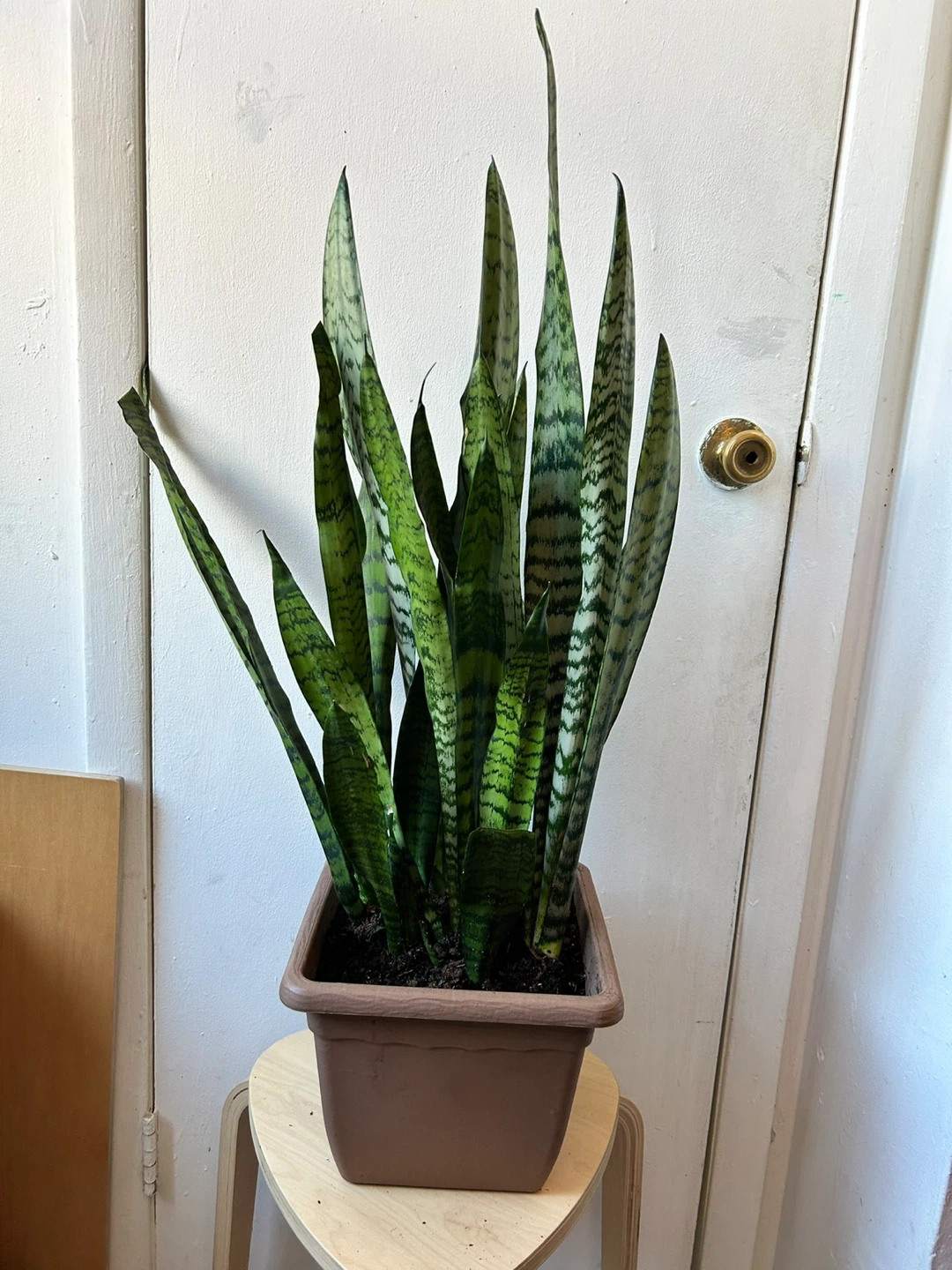Snake plant