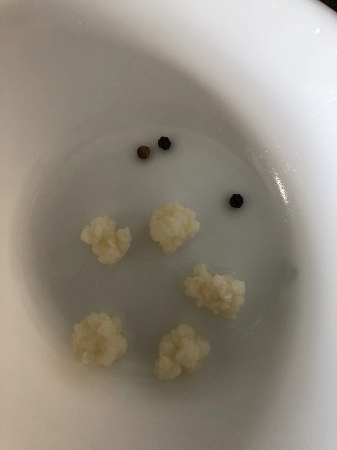 Milk Kefir Grains