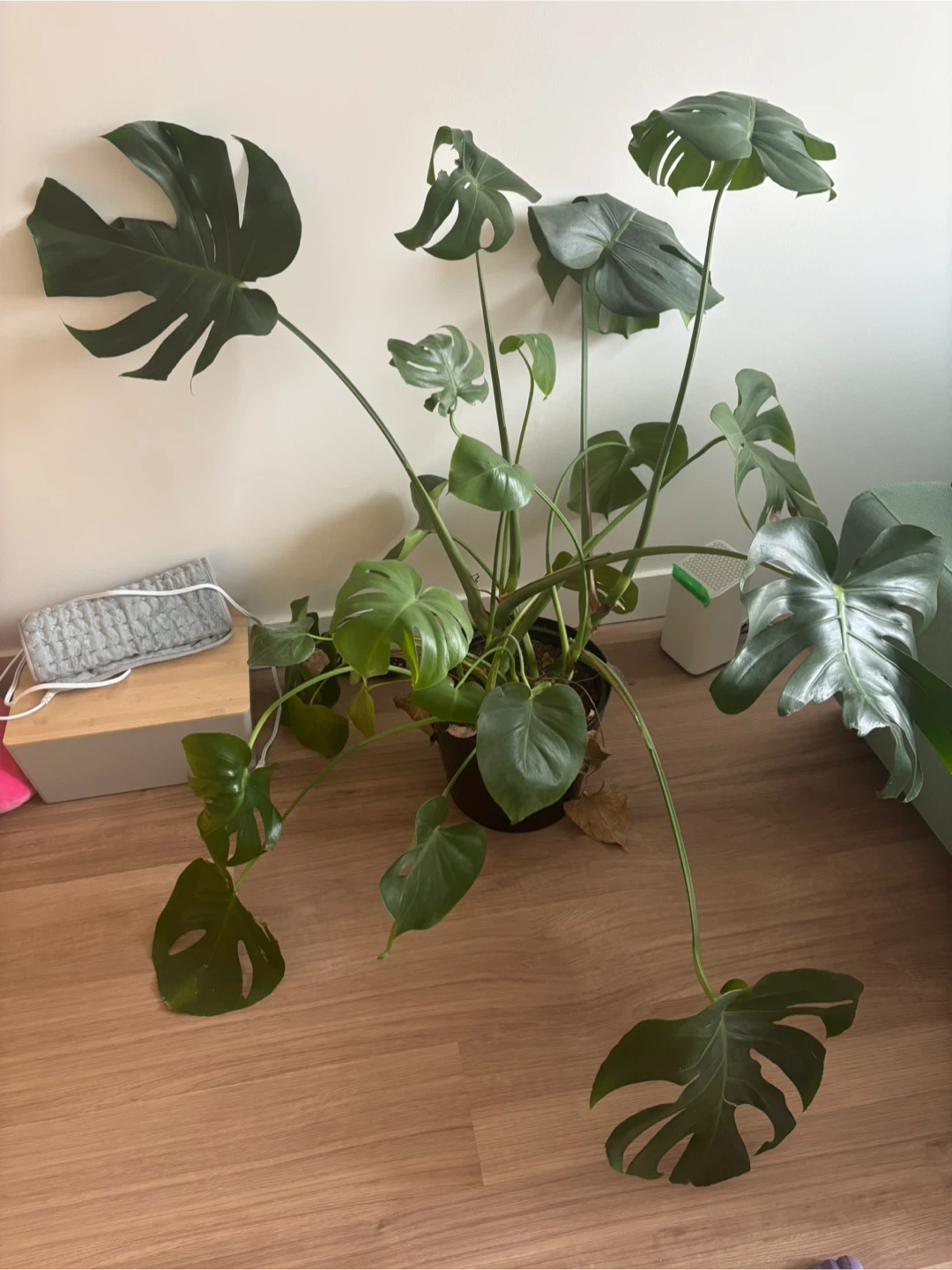Free monstera plant