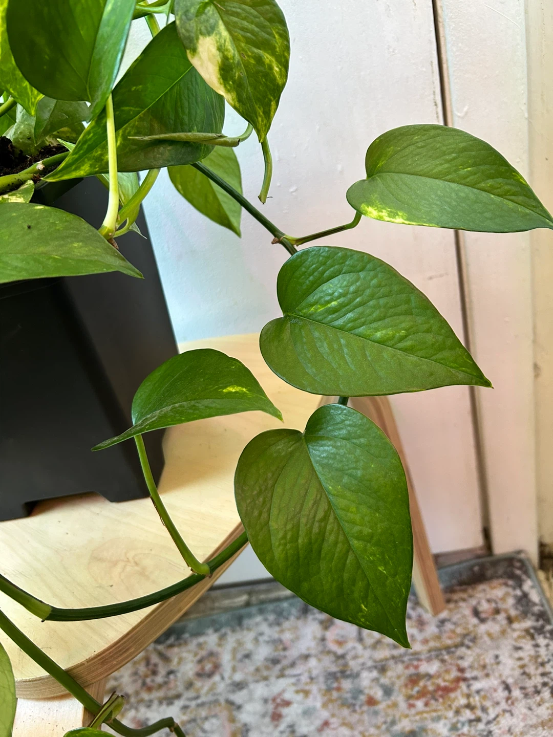 Golden pothos - photo 3