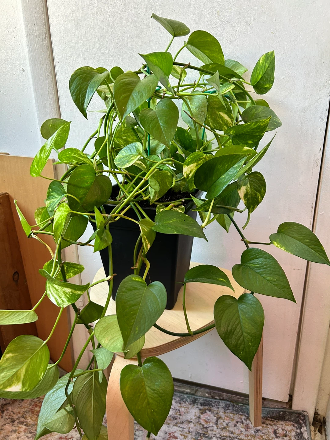 Golden pothos - photo 2