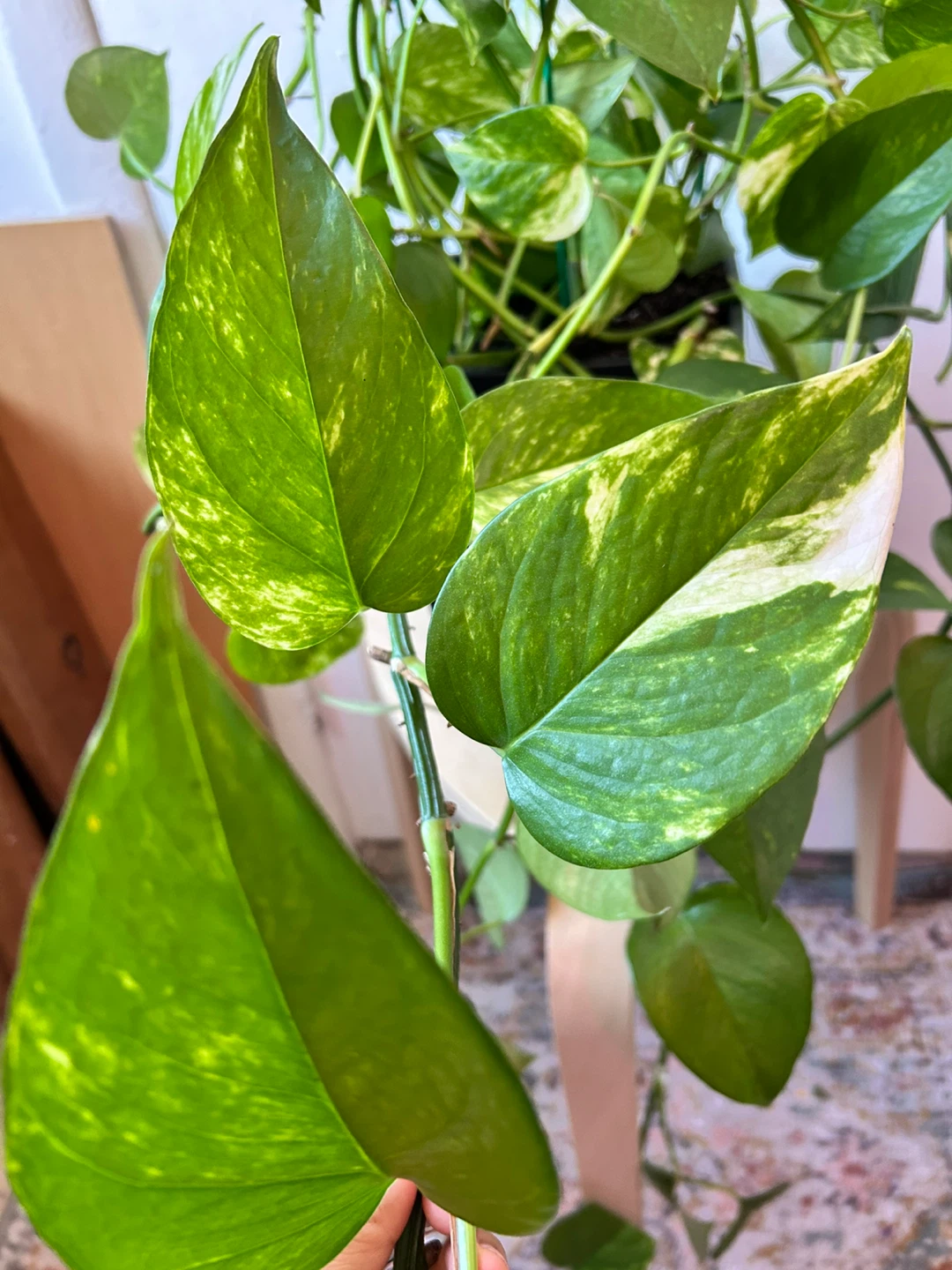 Golden pothos - photo 4