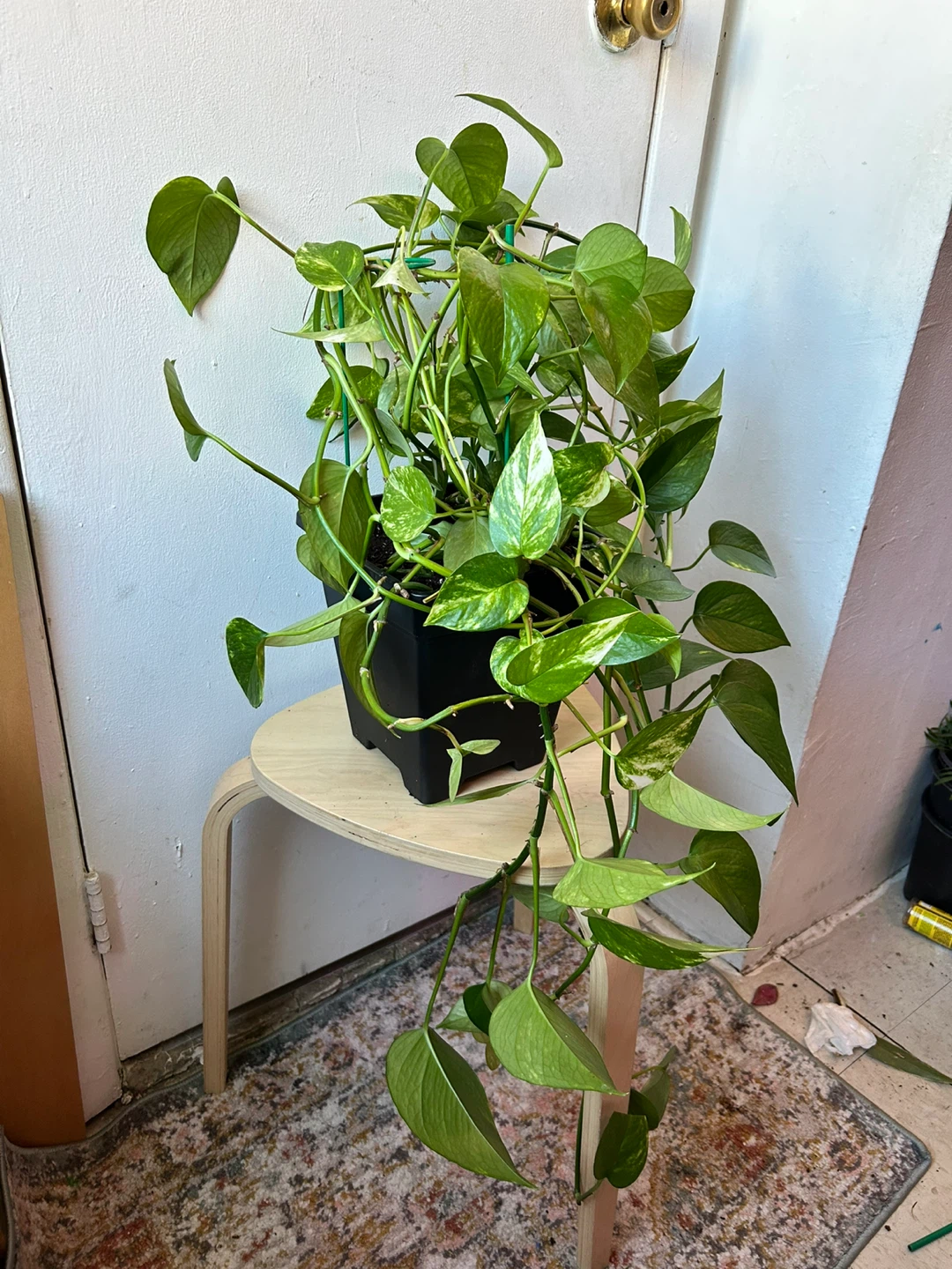 Golden pothos - photo 5