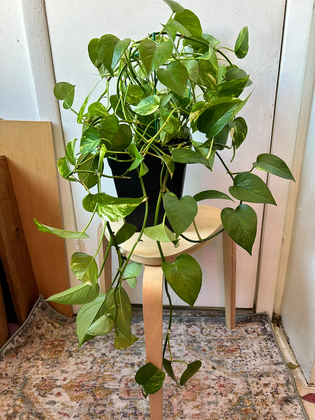 Golden pothos