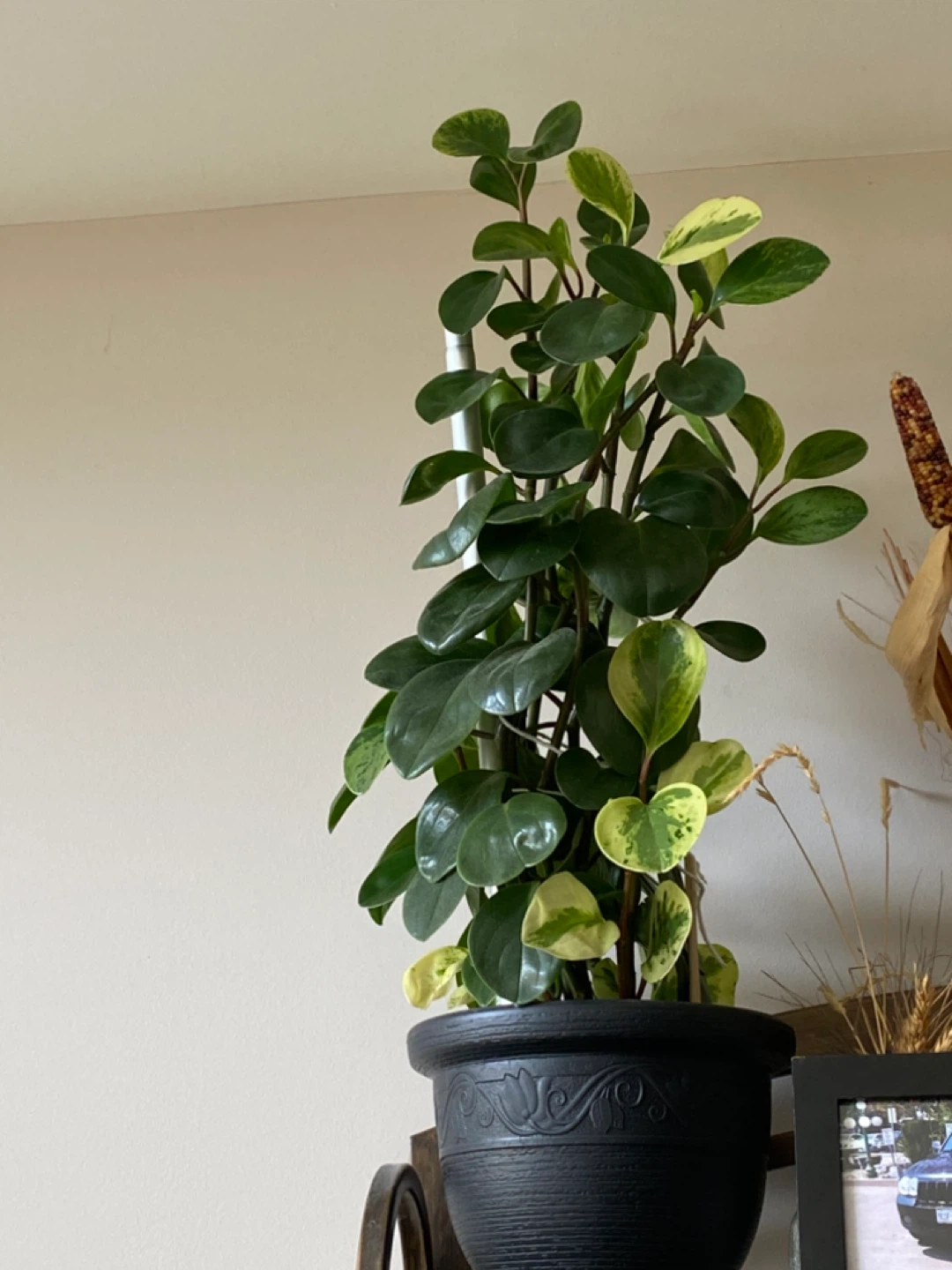 Baby Rubber Plant two colours-Variegated Peperomia Plant