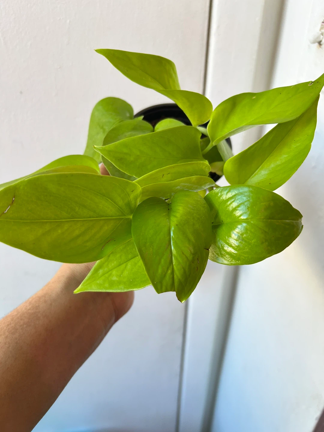 Neon pothos - photo 2