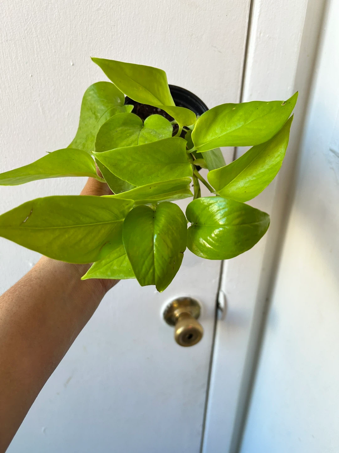 Neon pothos