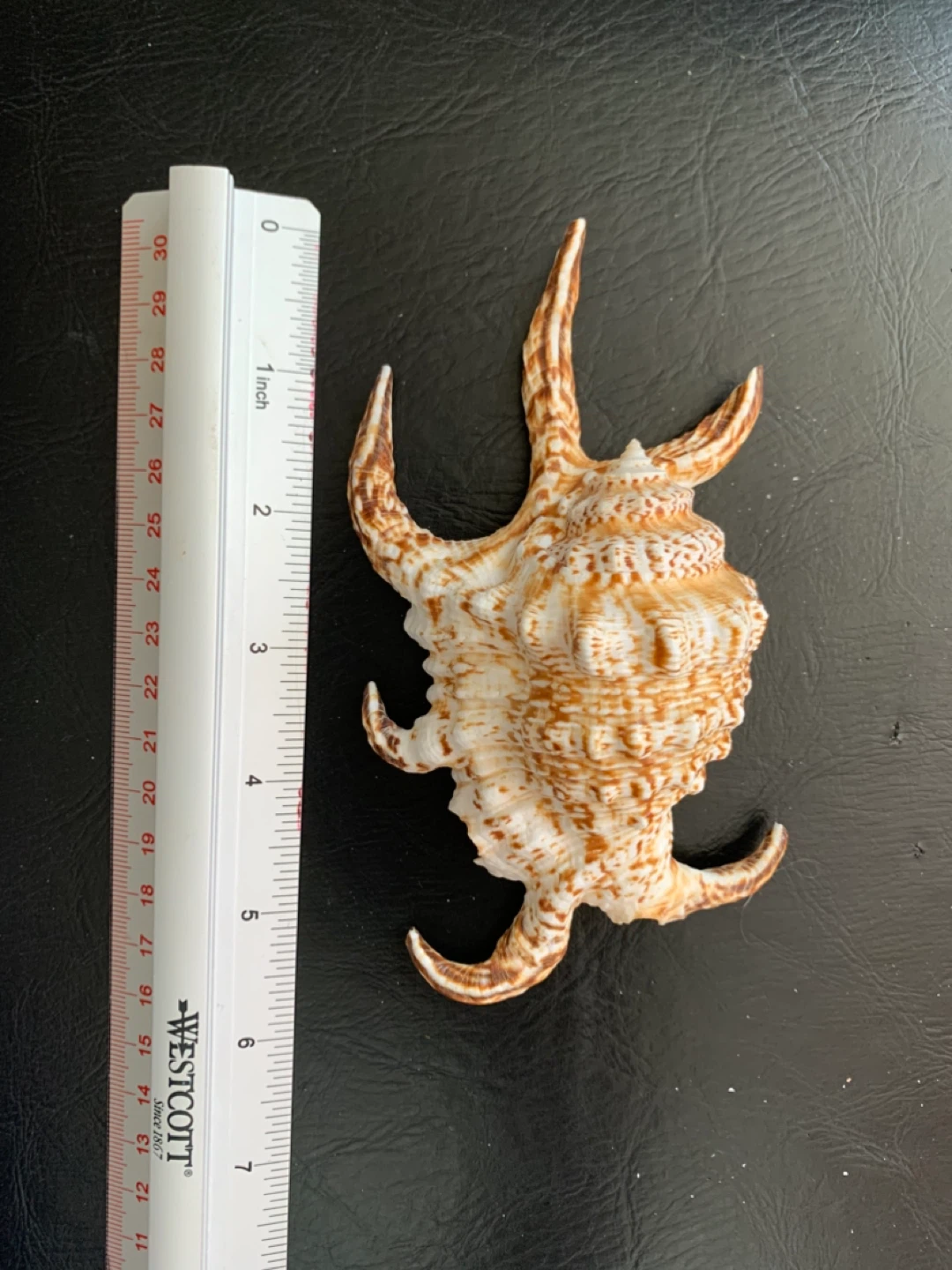 Stunning Murex Fighting Conch Seashell - photo 3