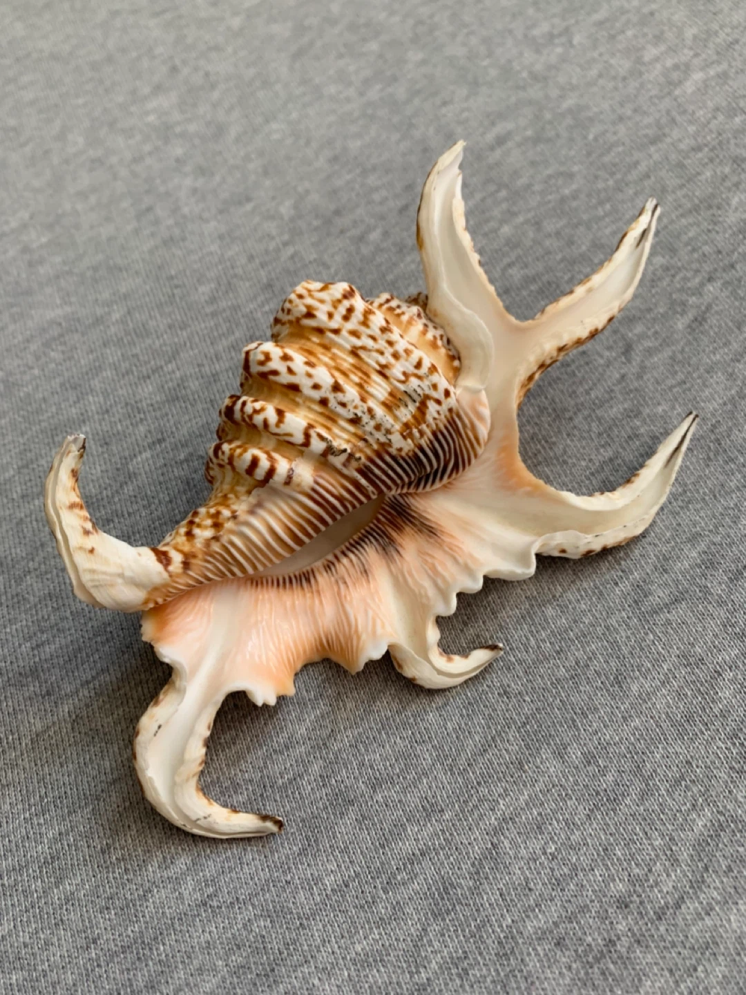 Stunning Murex Fighting Conch Seashell - photo 2