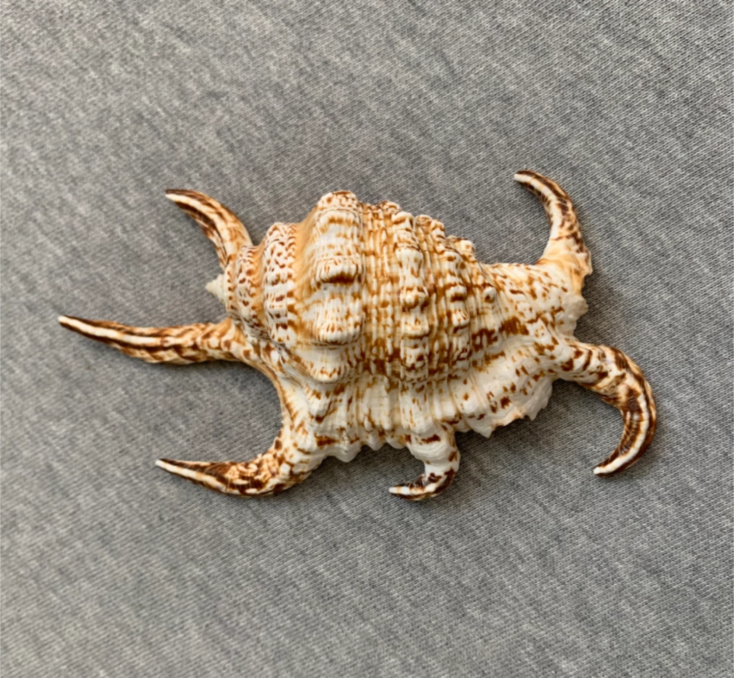 Stunning Murex Fighting Conch Seashell