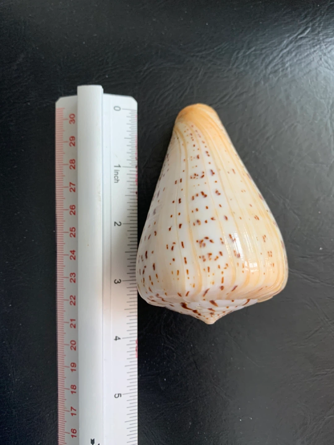 Perfect Imperial Leopard Cone Shell - photo 3