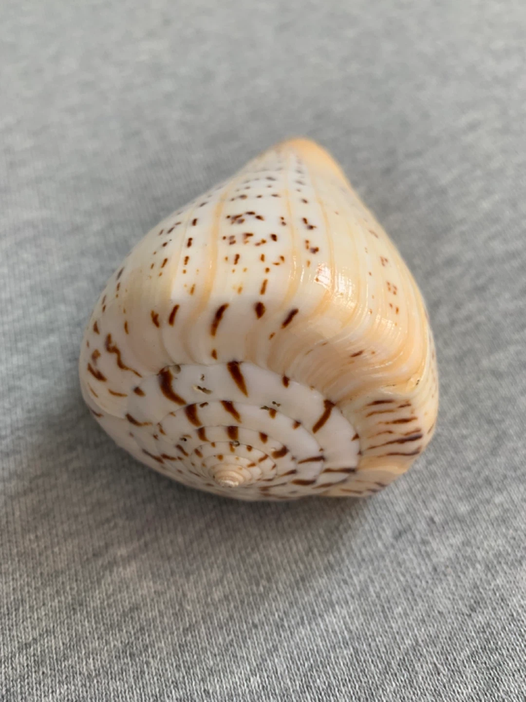 Perfect Imperial Leopard Cone Shell - photo 2