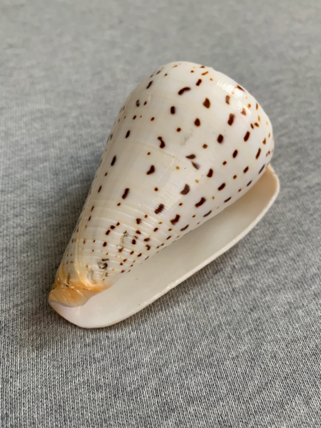 Perfect Imperial Leopard Cone Shell