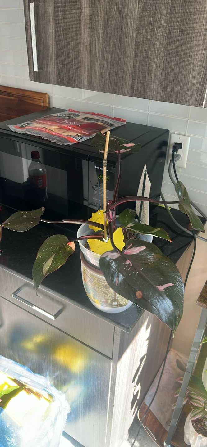Philodendron Pink Princess Plant