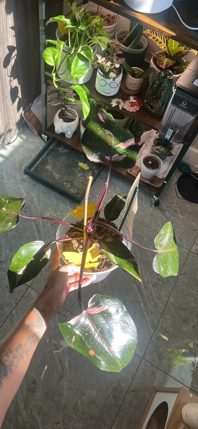 Philodendron Pink Princess Plant - photo 2
