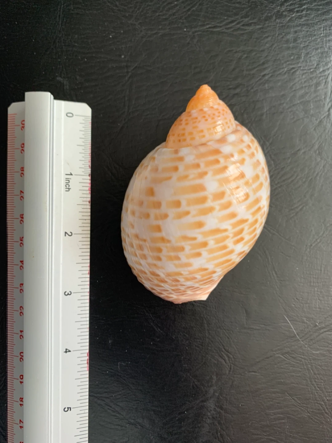 Delicate Striped / Spotted Spiral Seashell - photo 3