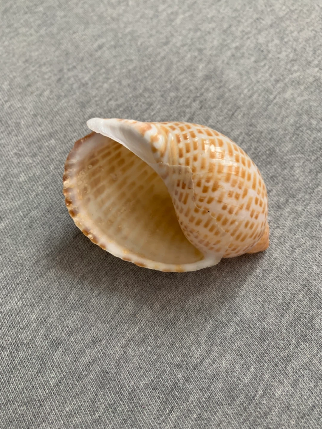 Delicate Striped / Spotted Spiral Seashell