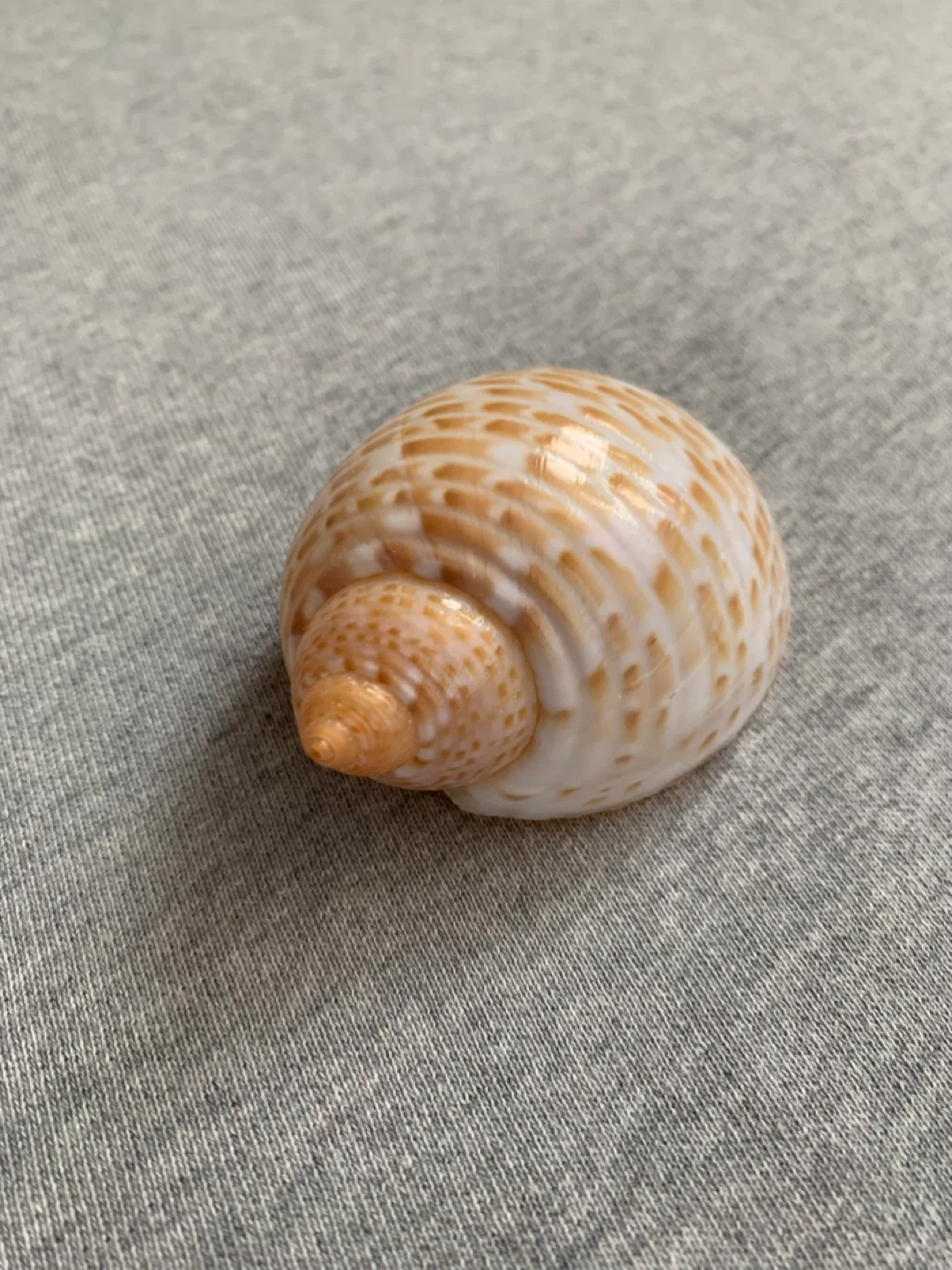 Delicate Striped / Spotted Spiral Seashell - photo 2