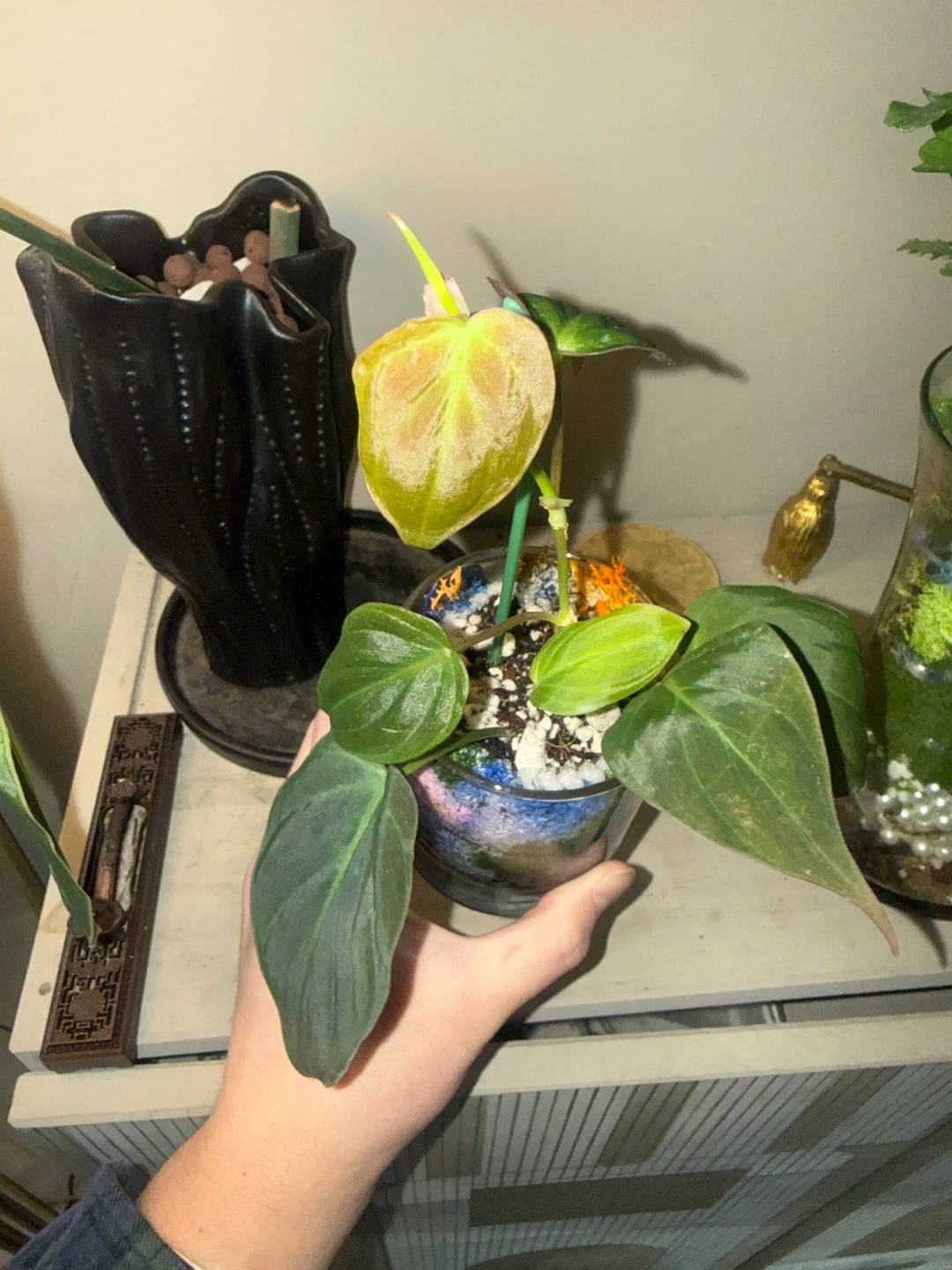 Philodendron micans Plant in glass moss terrarium pot - photo 2