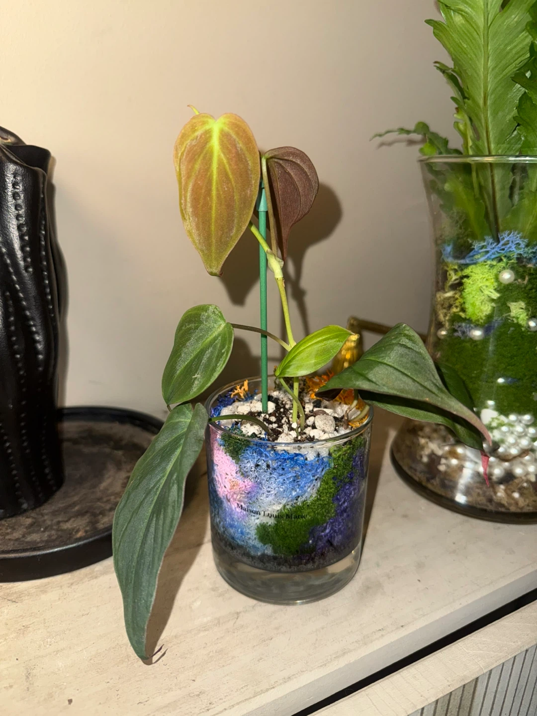 Philodendron micans Plant in glass moss terrarium pot