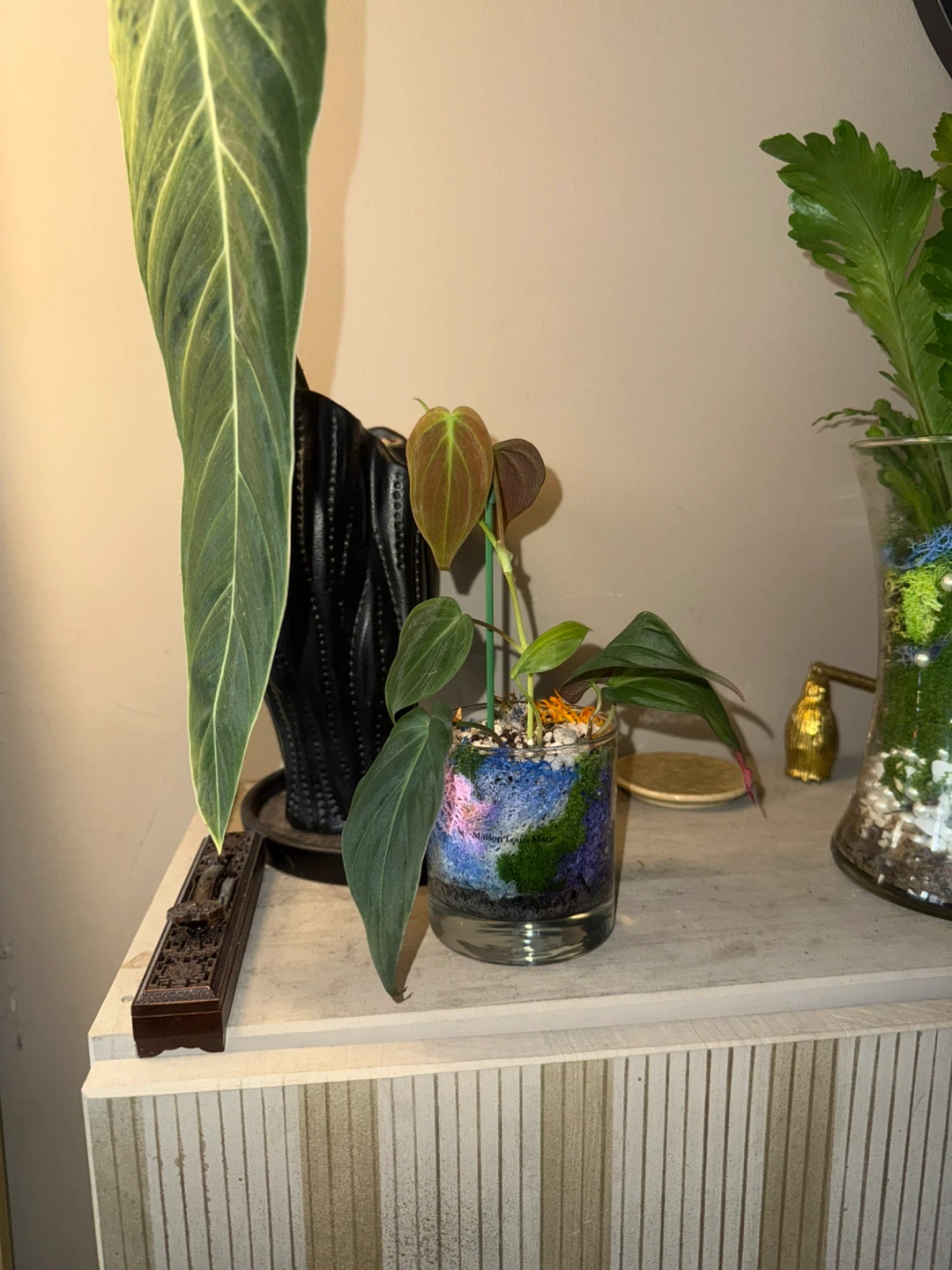 Philodendron micans Plant in glass moss terrarium pot - photo 5