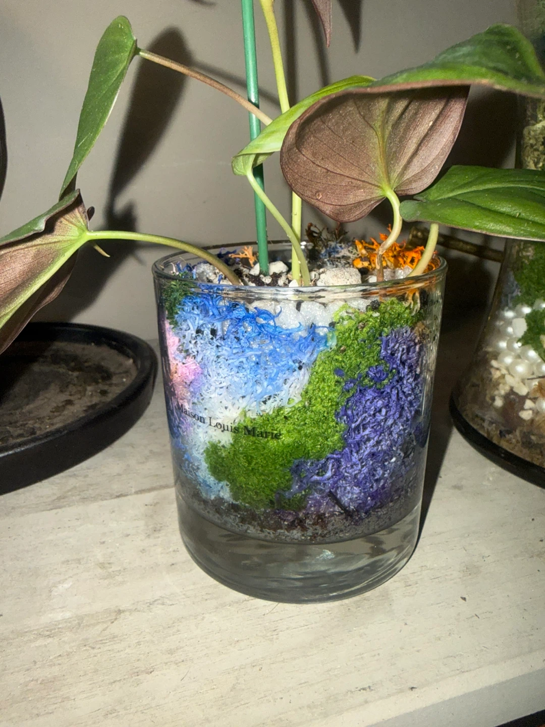 Philodendron micans Plant in glass moss terrarium pot - photo 4