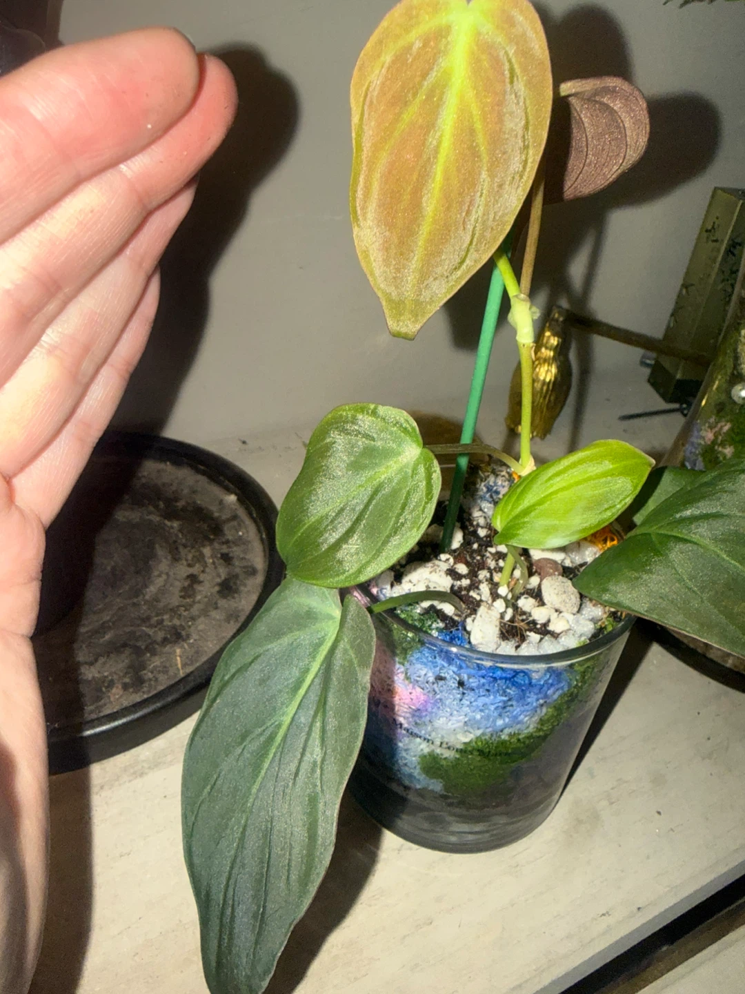 Philodendron micans Plant in glass moss terrarium pot - photo 3