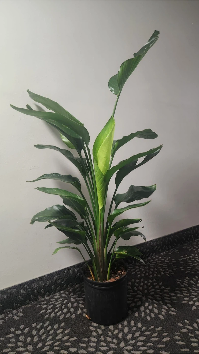 Bird of Paradise Plant -10 inches pot