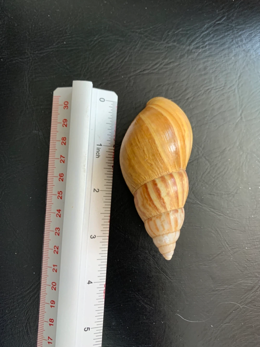 Butterscotch Colour Screw Seashell - photo 3