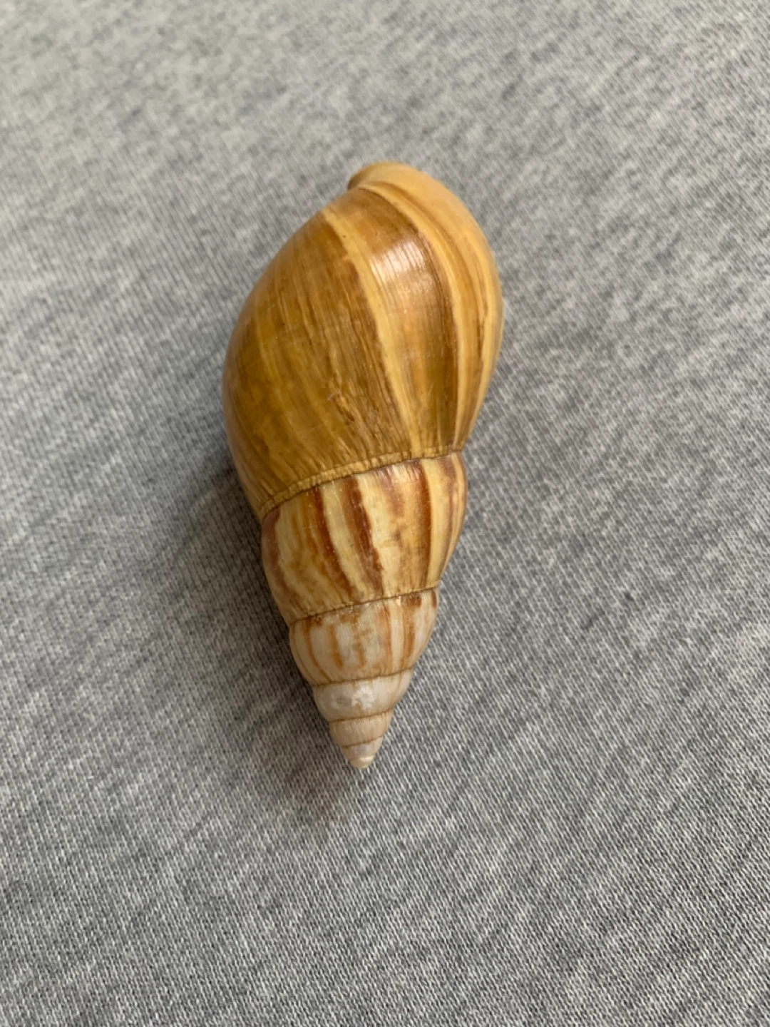 Butterscotch Colour Screw Seashell