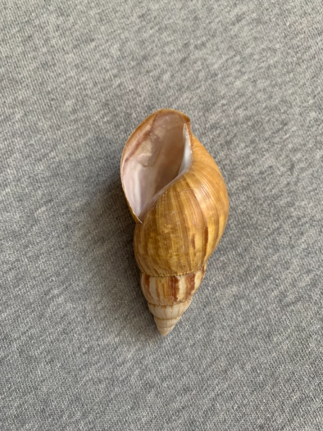 Butterscotch Colour Screw Seashell - photo 2