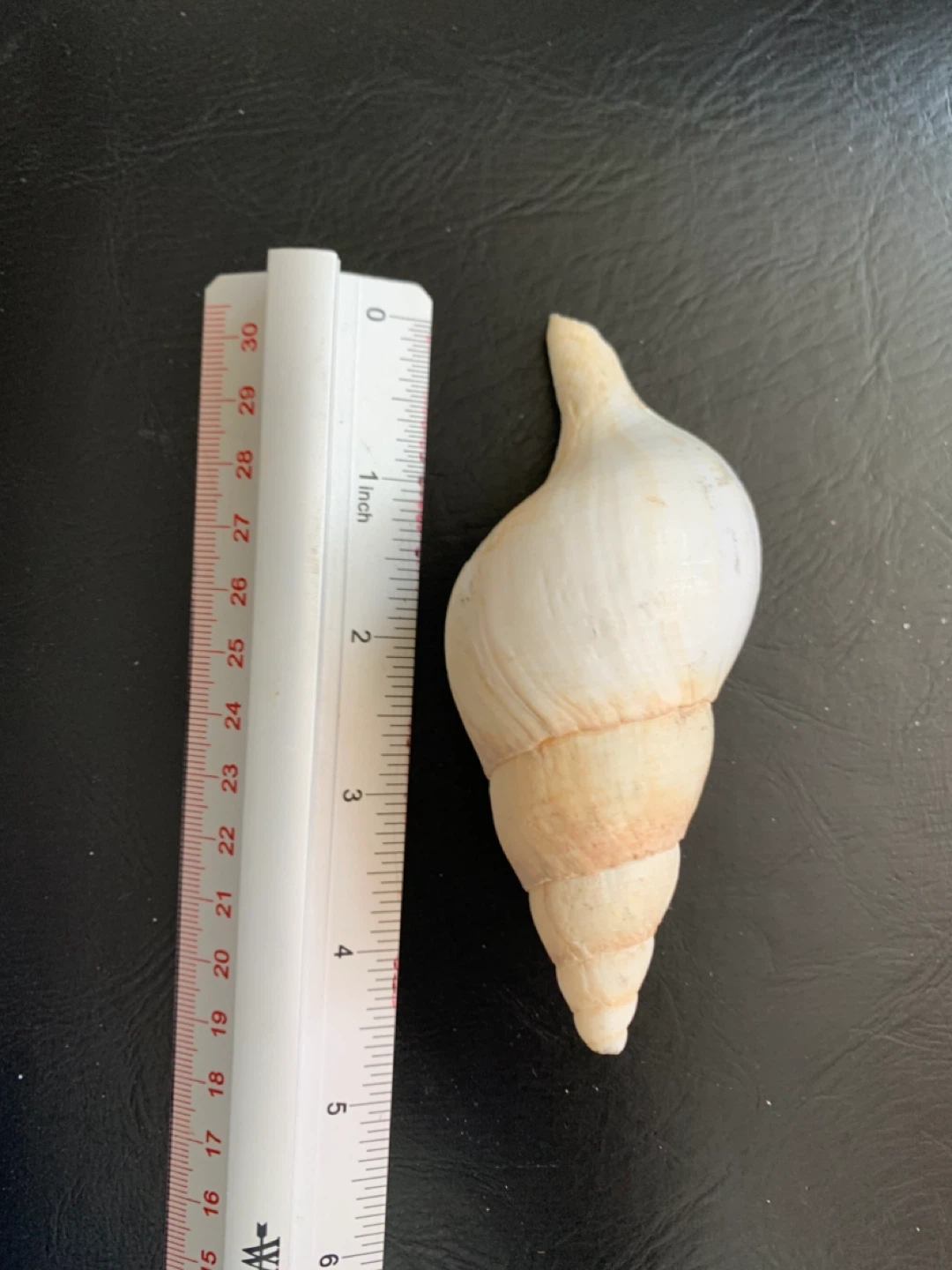 Spiral Screw Detail Seashell with Beige Banding - photo 3