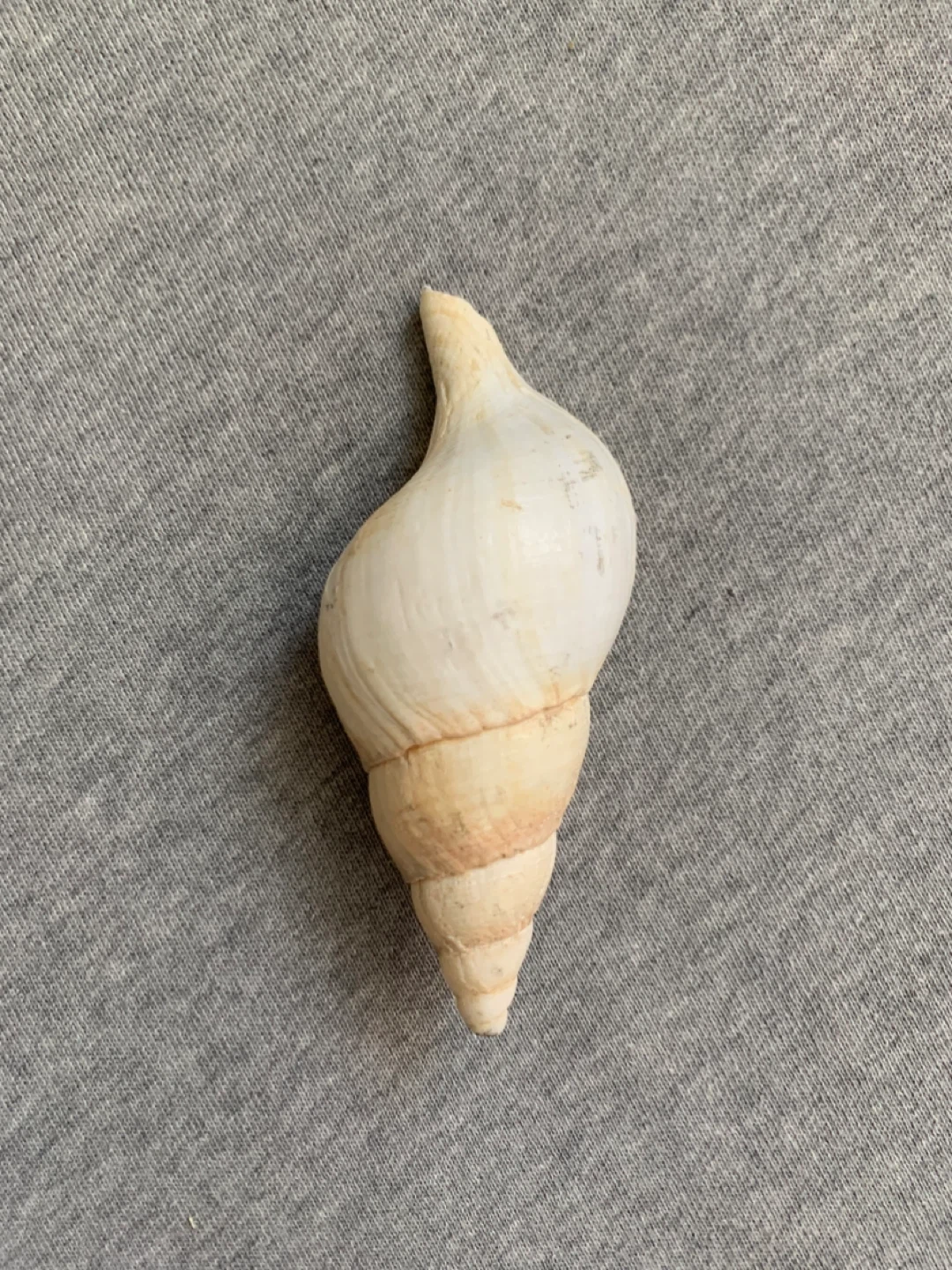 Spiral Screw Detail Seashell with Beige Banding - photo 2