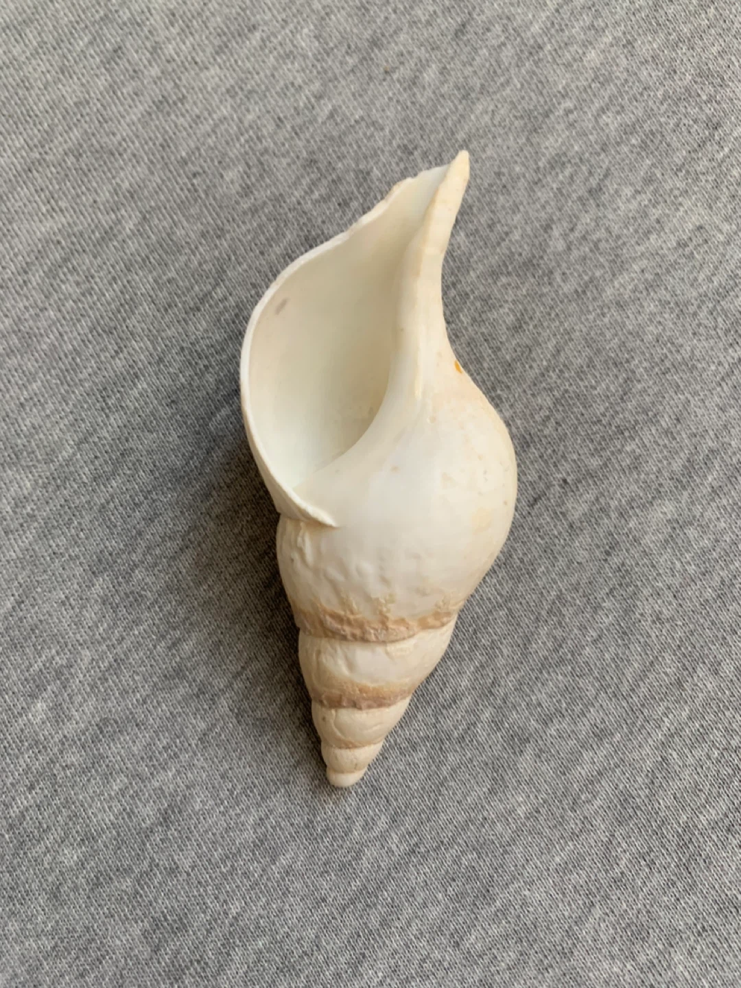 Spiral Screw Detail Seashell with Beige Banding