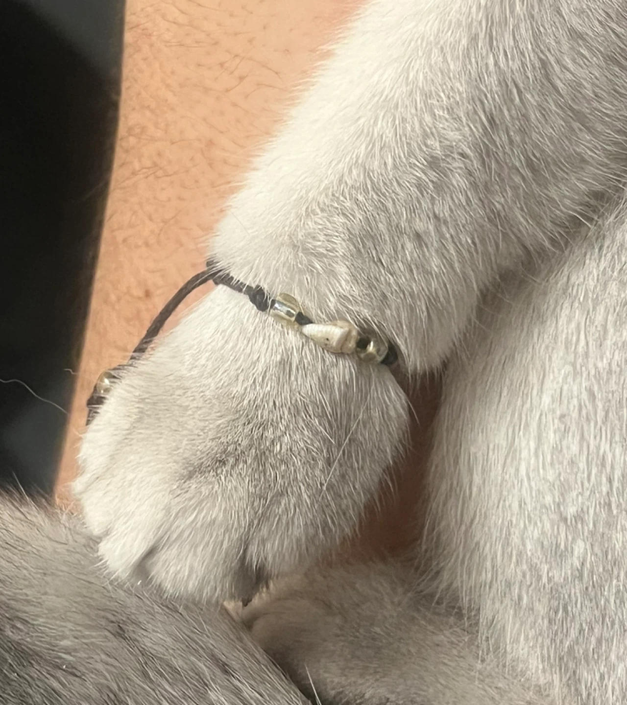 Handmade Shell and Bead Anklet/Bracelet