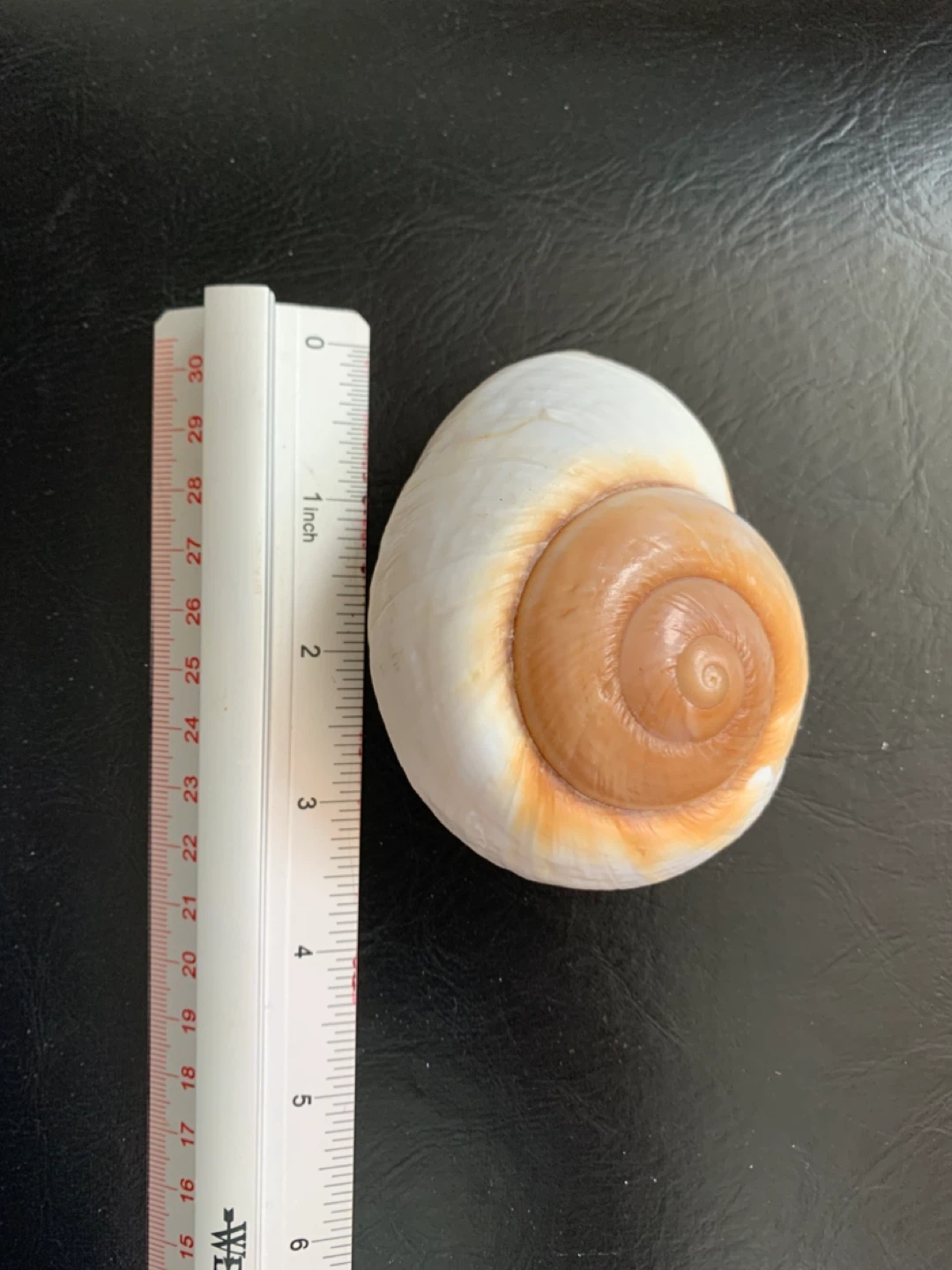 Moon Shell (Shark’s Eye) - photo 3
