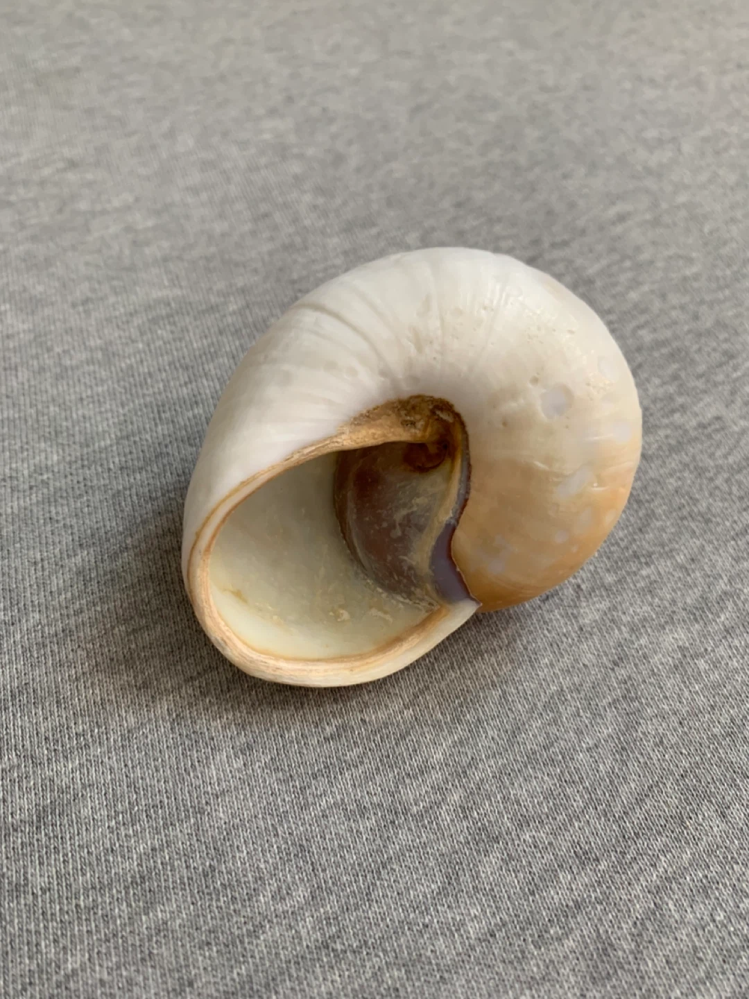 Moon Shell (Shark’s Eye) - photo 2