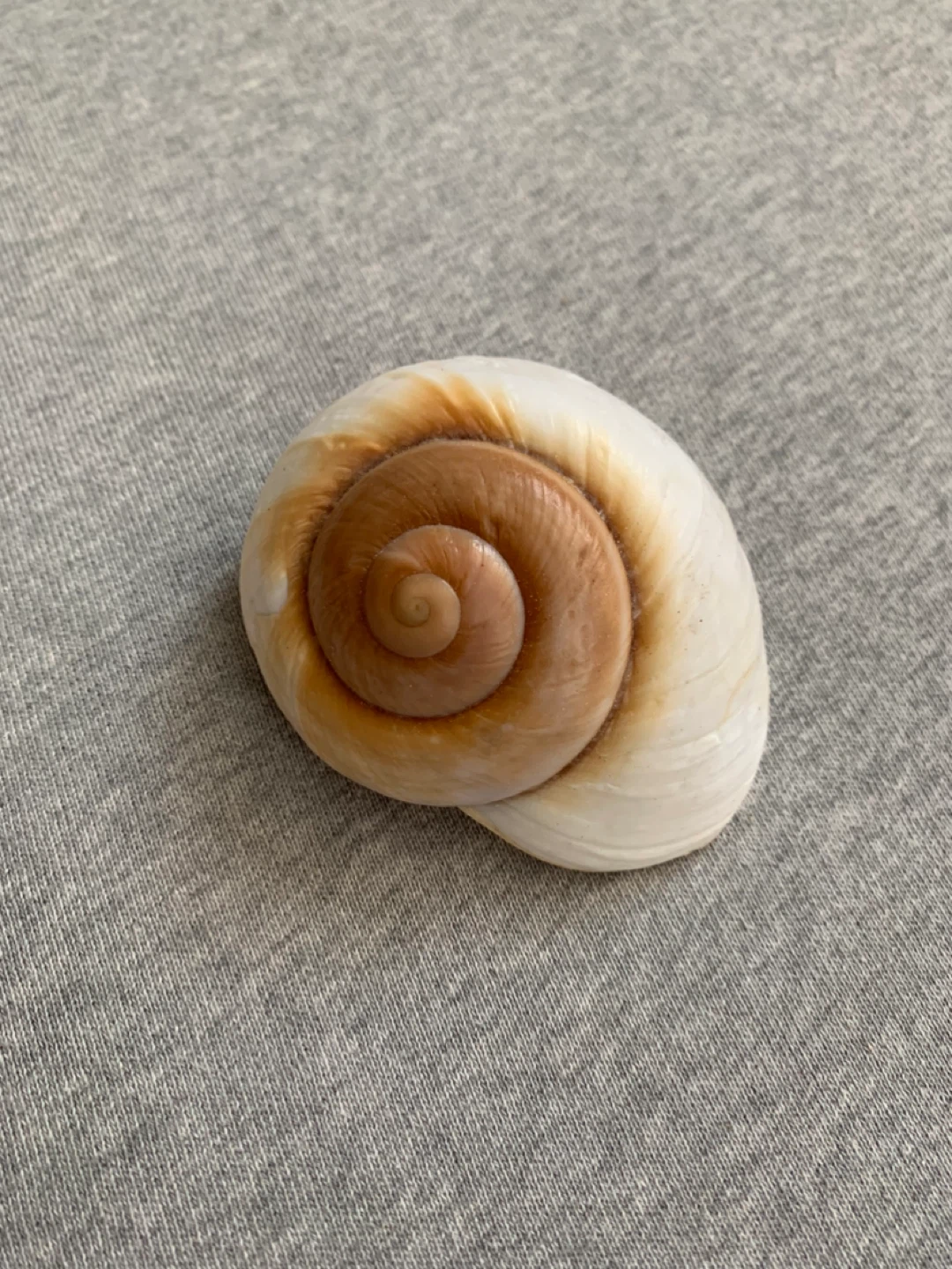 Moon Shell (Shark’s Eye)