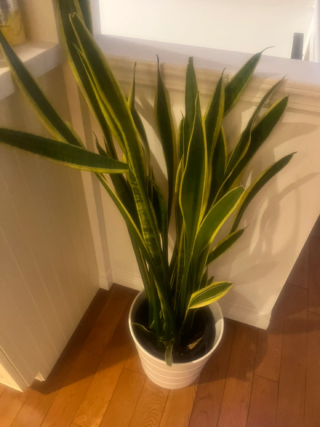 Snake Plant in White Pot