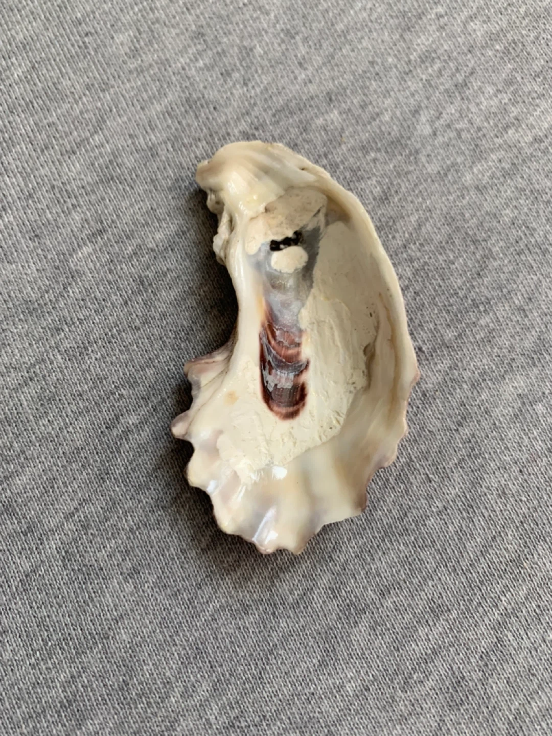 Half Moon Shape Shell Purple in Colour - photo 2