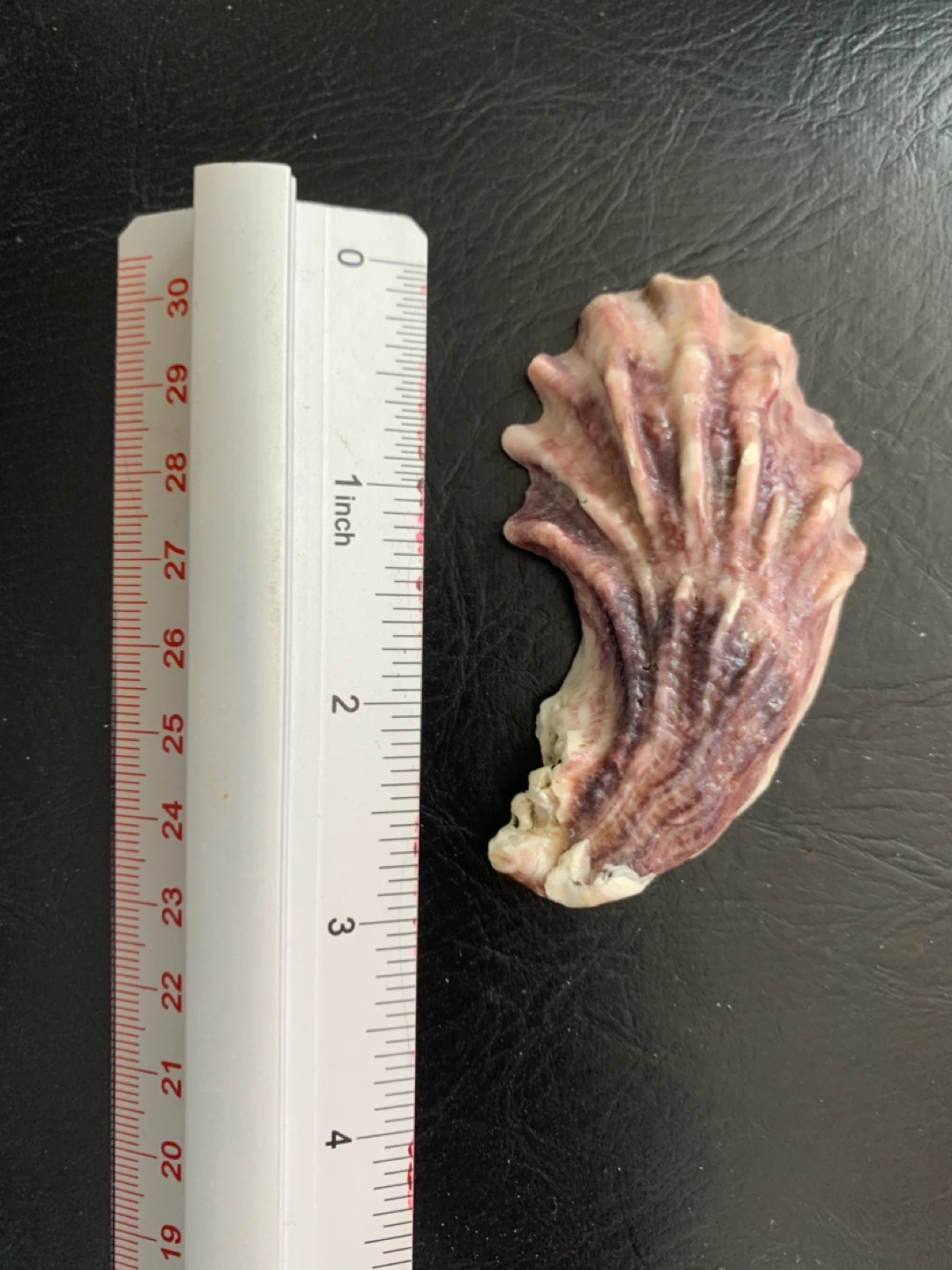 Half Moon Shape Shell Purple in Colour - photo 3