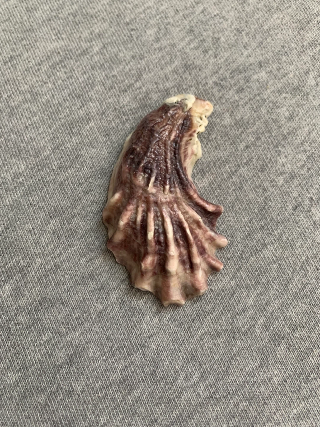 Half Moon Shape Shell Purple in Colour