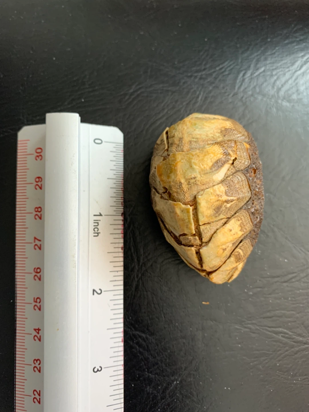 Decorative Mollusk Shell - photo 3