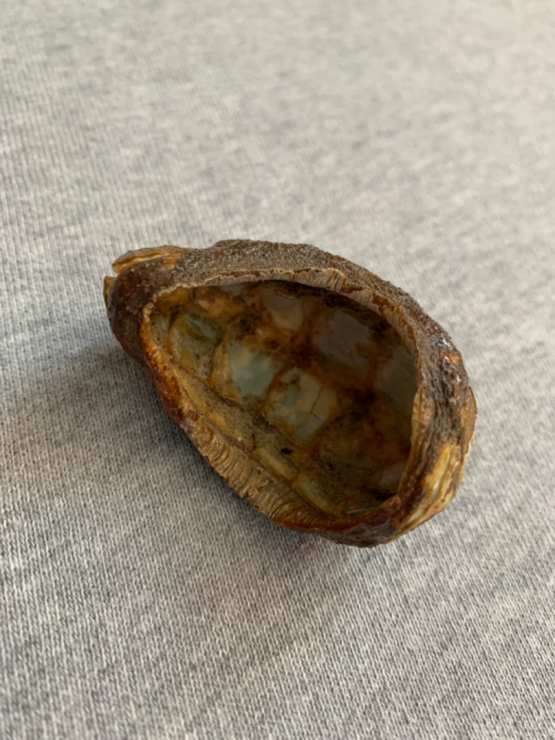 Decorative Mollusk Shell - photo 2