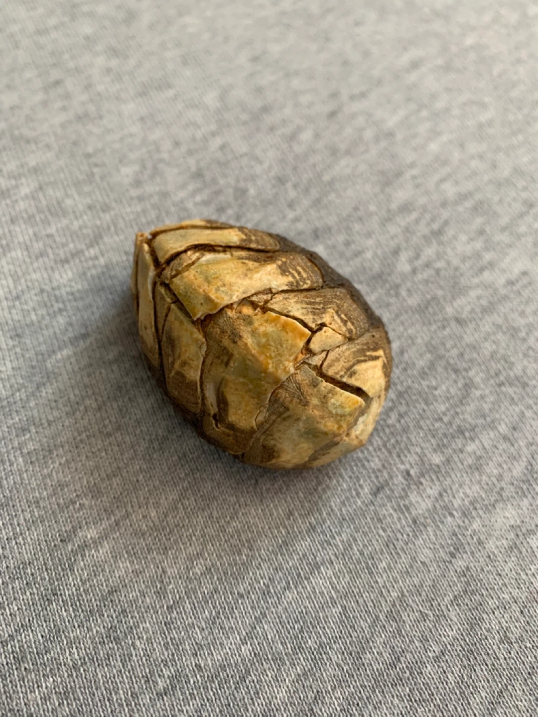 Decorative Mollusk Shell