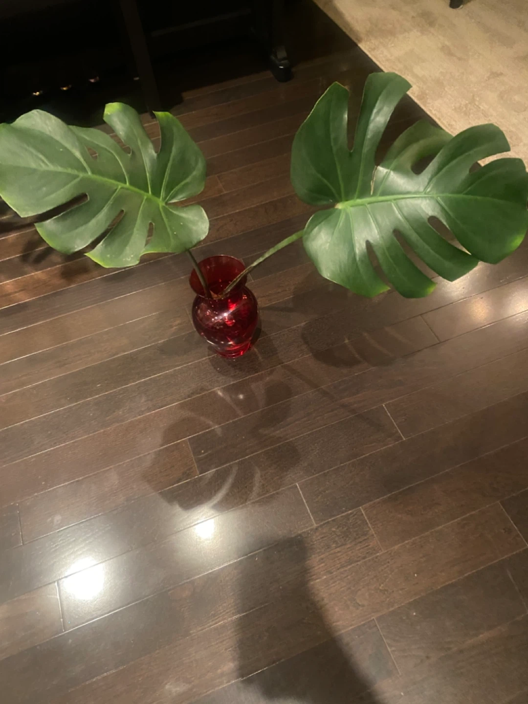 Monstera cutting