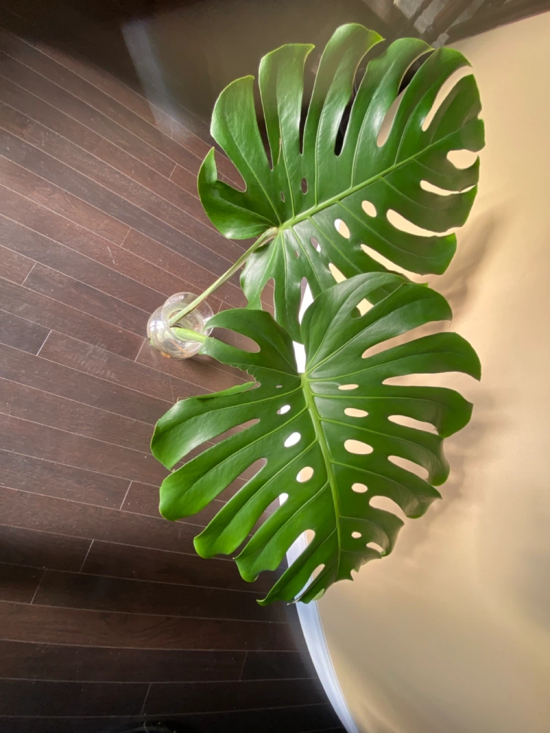 Queen Monstera Deliciosa Plant Cutting - Large Leaf