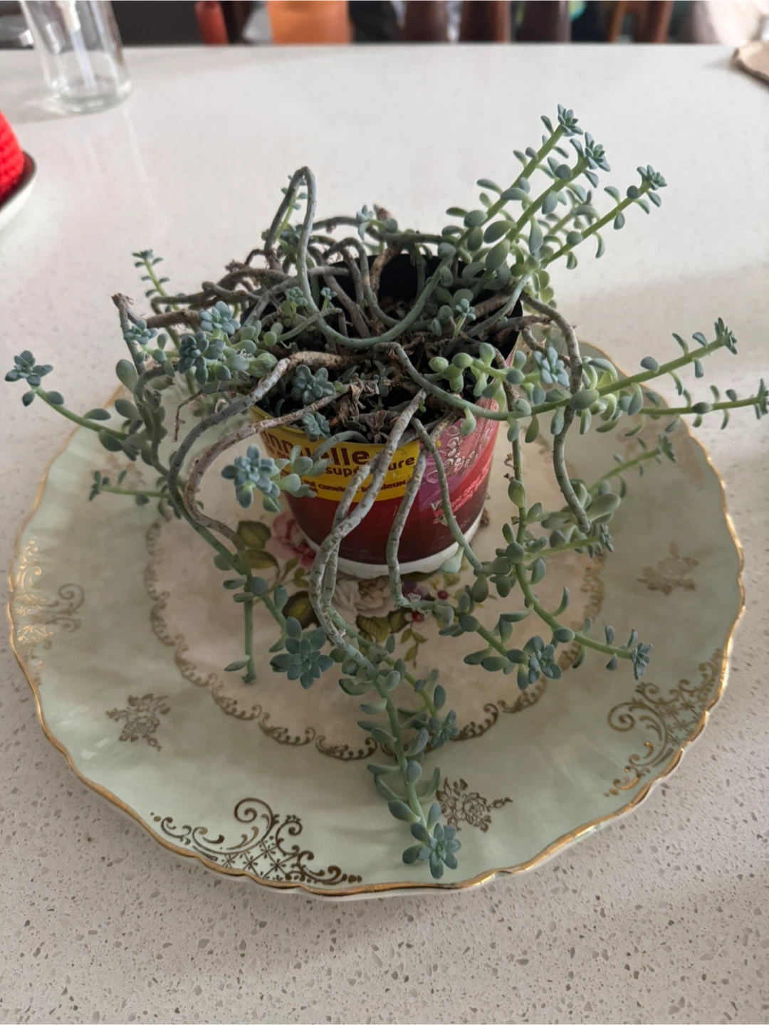 Succulent plant